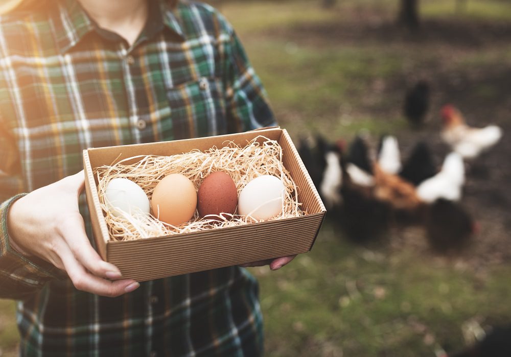como criar pollos en casa guia completa