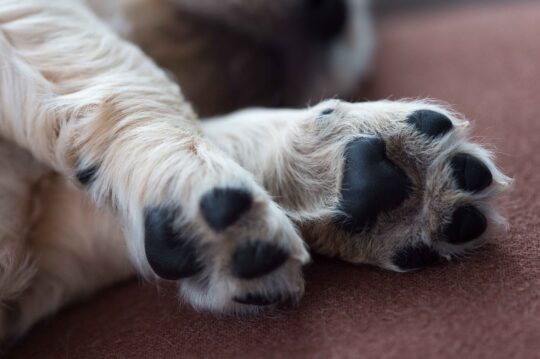 Cómo cuidar las almohadillas secas de tu perro 1 como cuidar las almohadillas secas de tu perro30