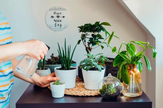 Consejos efectivos para erradicar los insectos de la tierra y mantener tus plantas saludables