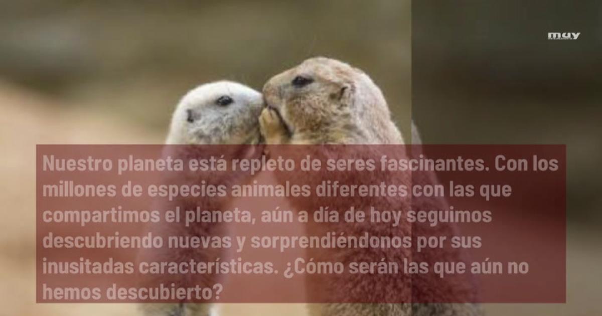 conoce al fascinante delfin chino de rio misterios y curiosidades