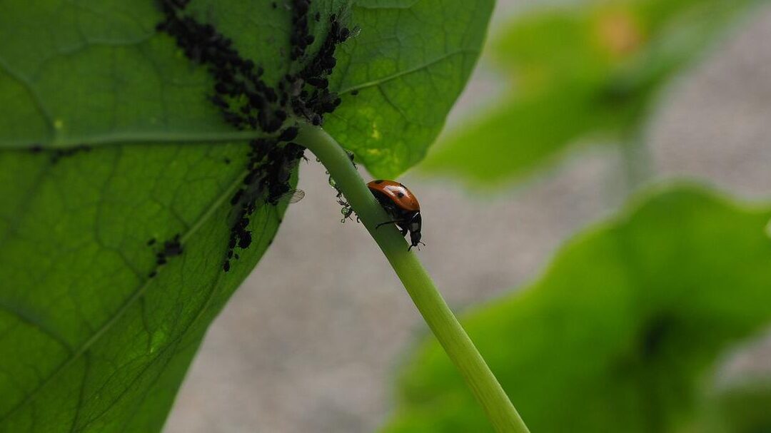 Conoce cómo combatir el pulgón verde en tu rosal 1 conoce como combatir el pulgon verde en tu rosal