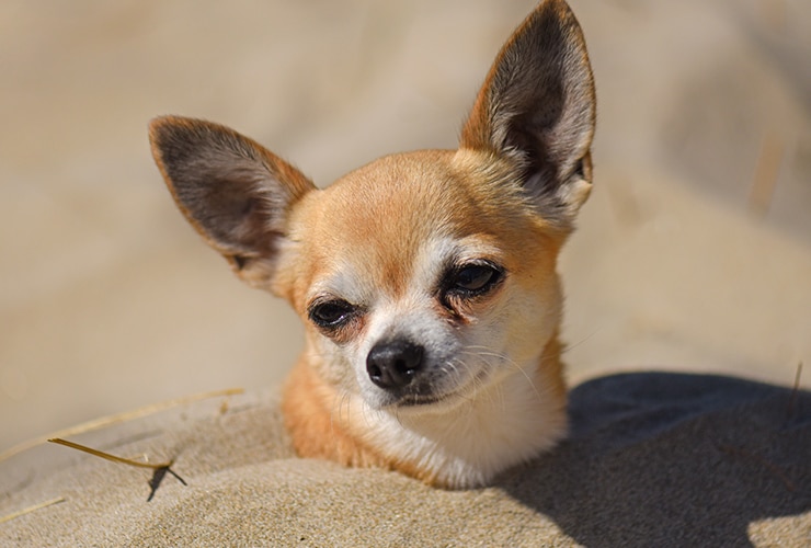 Conoce cómo cuidar a tu perro chihuahua con ojos saltones 1 conoce como cuidar a tu perro chihuahua con ojos saltones