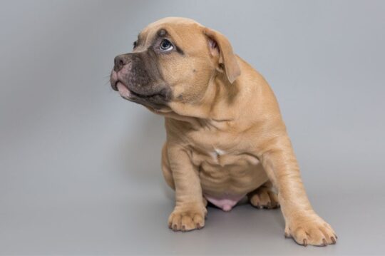 Conoce el encanto del American Bully Marrón: Todo lo que debes saber 2 conoce el encanto del american bully marron todo lo que debes saber33