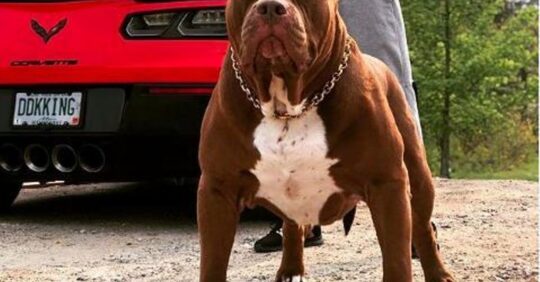 Conoce el encanto del American Bully Marrón: Todo lo que debes saber 3 Guía completa para elegir el alimento ideal para tu perro American Bully