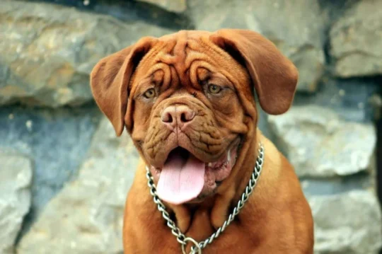 Conoce la esperanza de vida del Dogo de Burdeos: Datos y consejos 1 conoce la esperanza de vida del dogo de burdeos datos y consejos55
