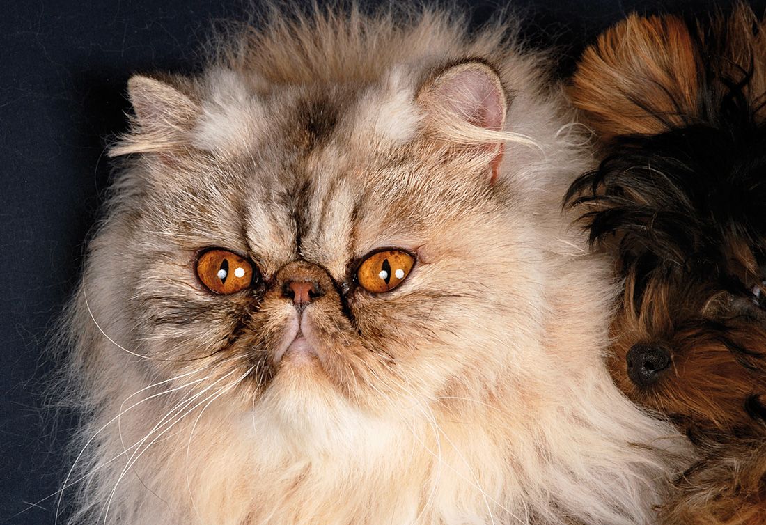 conoce la fascinante raza del gato tigre caracteristicas y cuidados