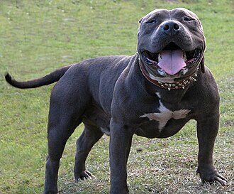 Conoce la verdad sobre los American Bully: ¿Realmente son agresivos? 2 conoce la verdad sobre los american bully realmente son agresivos71