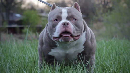 Conoce la verdad sobre los American Bully: ¿Realmente son agresivos? 3 Conoce todo sobre los American Bully: Características, cuidados y curiosidades