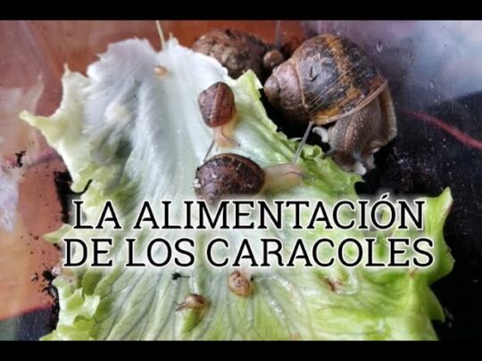 El caracol: un molusco de muchos nombres