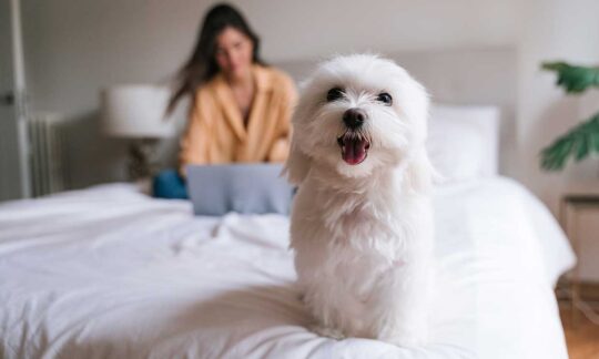 Conoce los diferentes tamaños de Bichon Maltes: guía completa 1 conoce los diferentes tamanos de bichon maltes guia completa62
