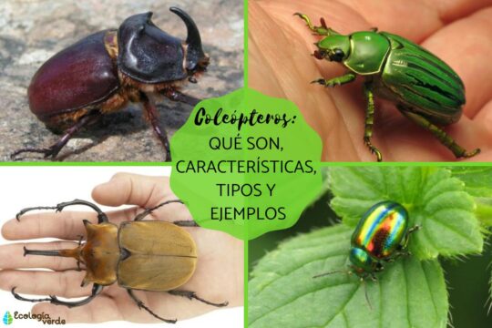Explorando la fascinante transformaci&oacute;n: la metamorfosis completa en los insectos