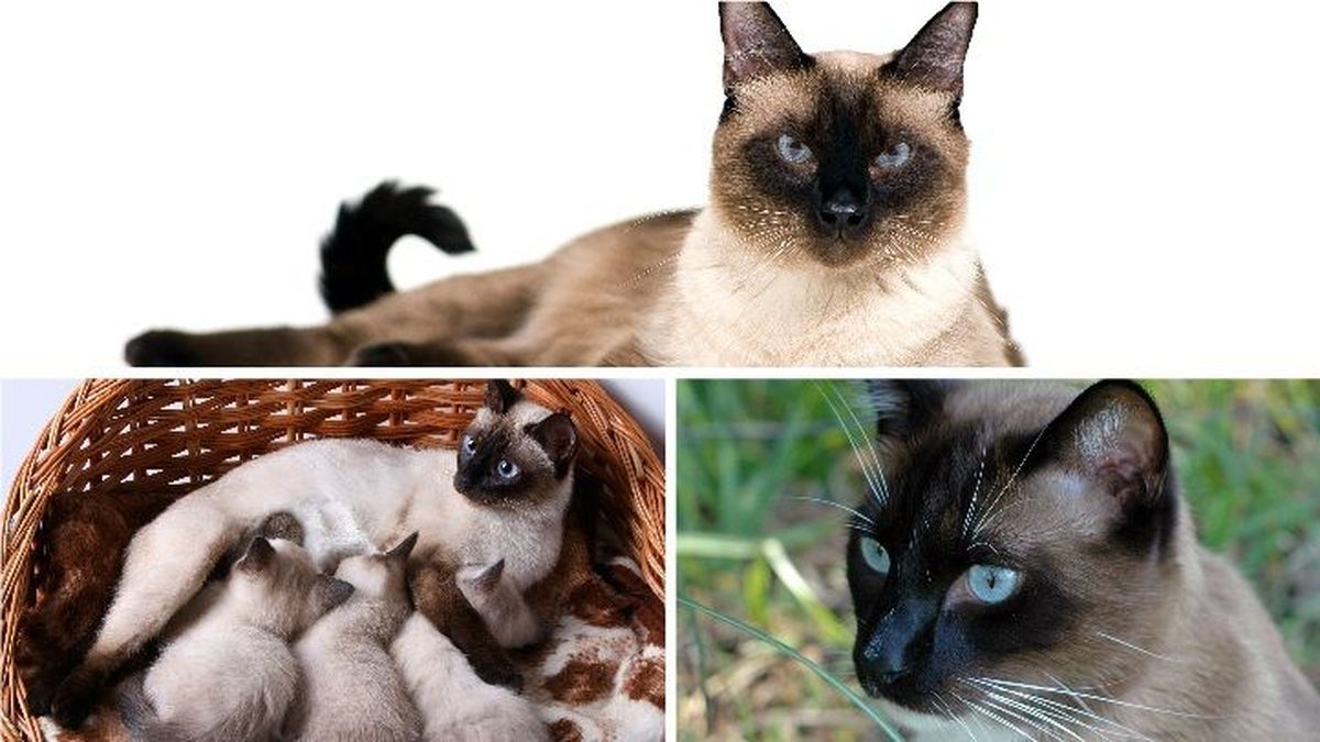 conoce los encantadores gatos siameses cachorros caracteristicas y cuidados