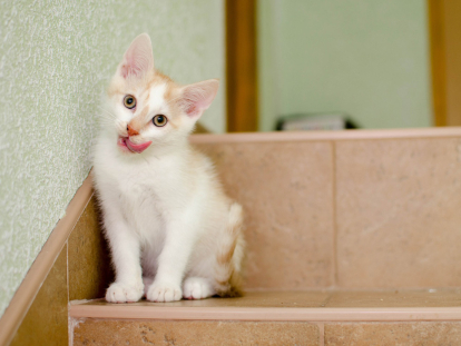 conoce los encantos de la gata tricolor atigrada colores y personalidad