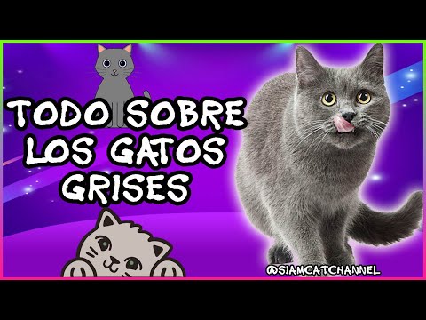 conoce los encantos de la gata tricolor una belleza felina unica