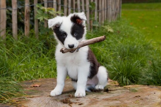 Conoce los encantos del Border Collie de pelo medio: cuidados, características y más 1 conoce los encantos del border collie de pelo medio cuidados caracteristicas y mas30