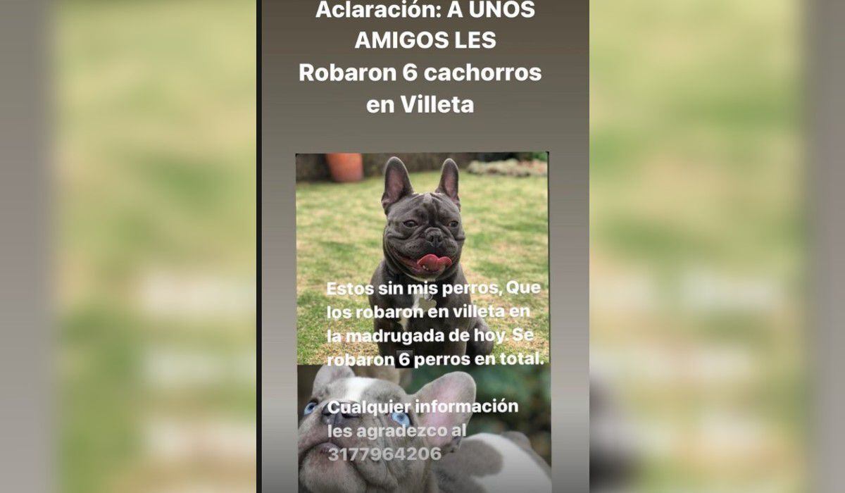Conoce los perros similares al bulldog que te robarán el corazón 1 conoce los perros similares al bulldog que te robaran el corazon