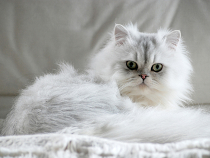 conoce los secretos de los gatos de orejas cortas caracteristicas y cuidados