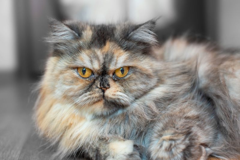 conoce los secretos de los gatos tricolor hembras colores personalidad y cuidados