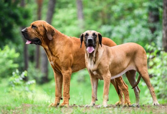 Conoce todo sobre el perro Fila Brasileiro: temperamento, cuidados y curiosidades 1 conoce todo sobre el perro fila brasileiro temperamento cuidados y curiosidades29