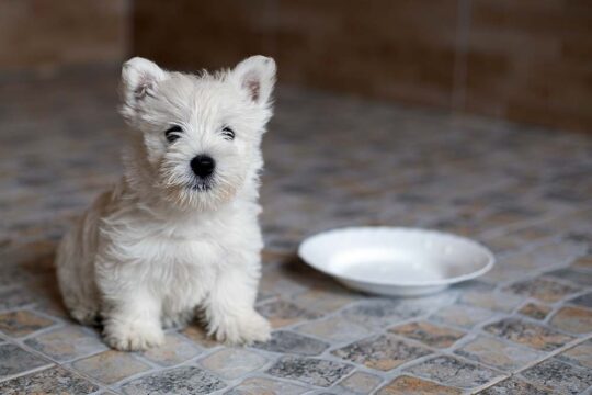 Conoce todo sobre la encantadora raza de perro Westy: características y cuidados 1 conoce todo sobre la encantadora raza de perro westy caracteristicas y cuidados98