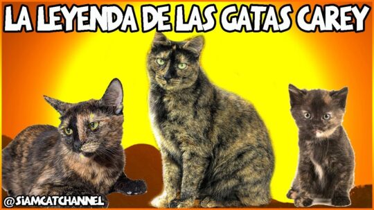 La fascinante personalidad de las gatas carey: un vistazo a su increíble temperamento