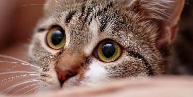 Consejos de sonido para atraer a tu gato 1 consejos de sonido para atraer a tu gato