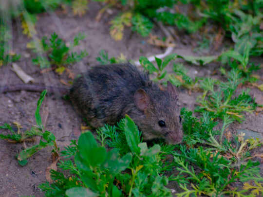 Consejos de un veterinario para controlar las ratas en tu patio 2 consejos de un veterinario para controlar las ratas en tu patio63