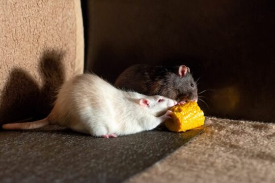 Consejos de un veterinario para controlar las ratas en tu patio 3 Los irresistibles imanes que atraen a las ratas: descubriendo sus preferencias