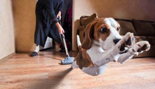 Consejos para aliviar la picadura de mosquito en perros: Cómo proteger a tu mascota 3 Cuidados necesarios para tratar una picadura de mosquito en perros