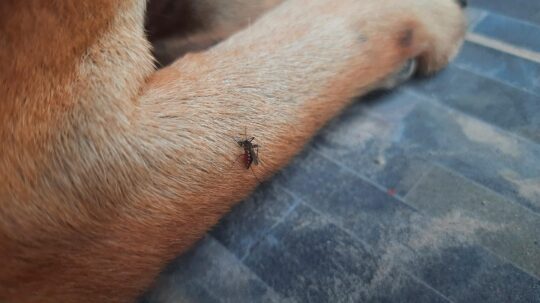 Consejos para aliviar la picadura de mosquito en perros: Cómo proteger a tu mascota 2 consejos para aliviar la picadura de mosquito en perros como proteger a tu mascota86