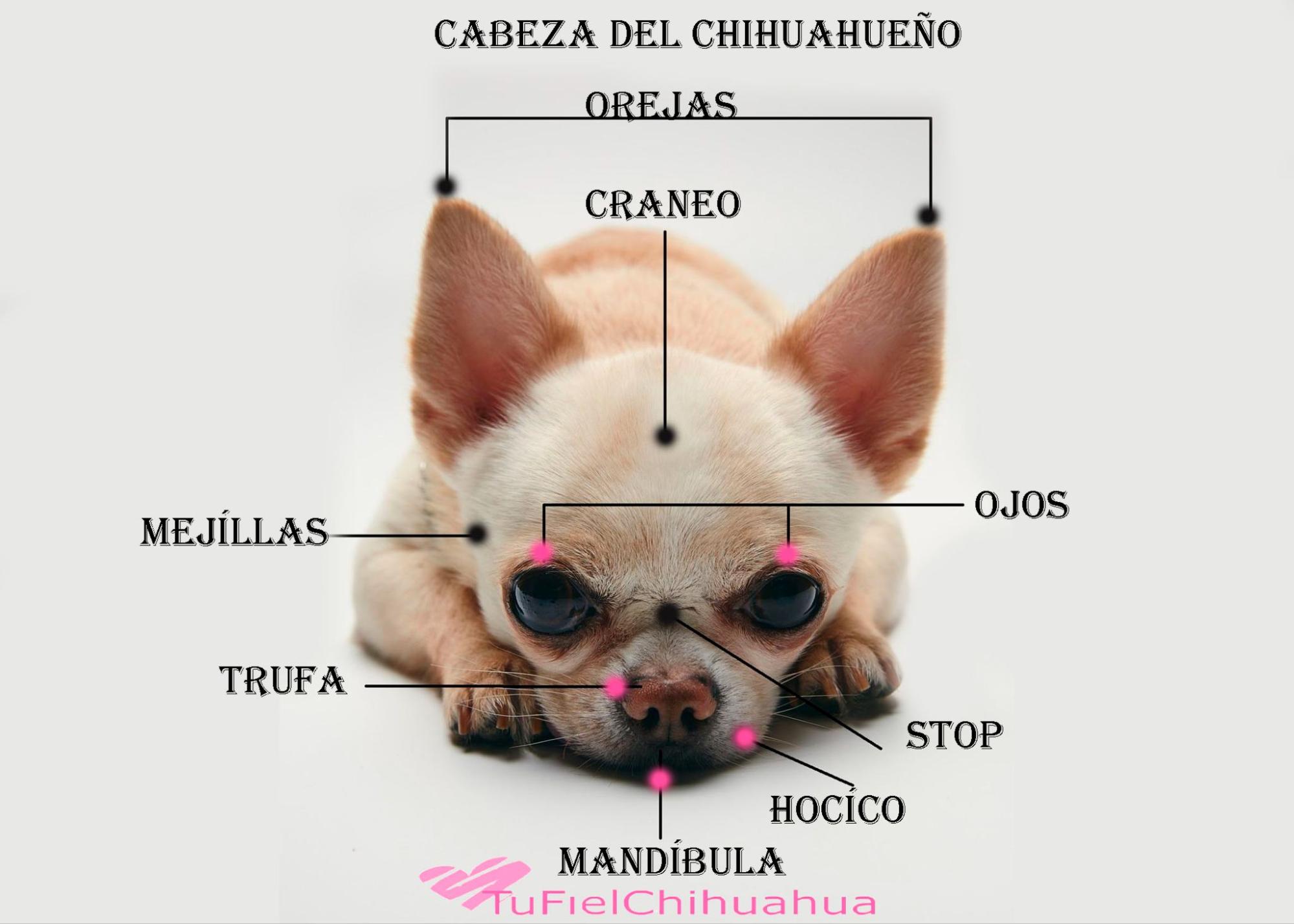 Consejos para controlar la caída de pelo en Chihuahuas de pelo largo 1 consejos para controlar la caida de pelo en chihuahuas de pelo largo