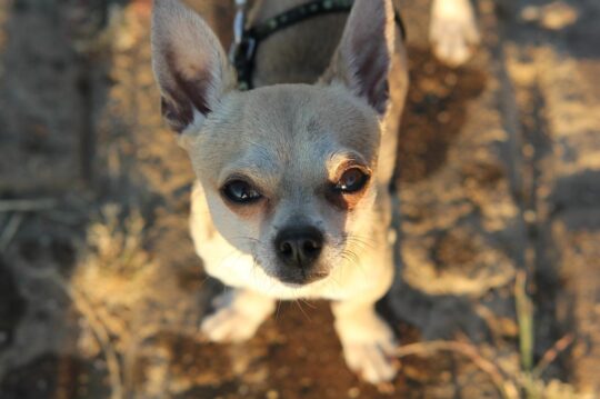 Consejos para cuidar a tu Chihuahua de 3 meses: todo lo que debes saber 3 Los caprichos favoritos de los chihuahuas: conoce sus preferencias y consentelos