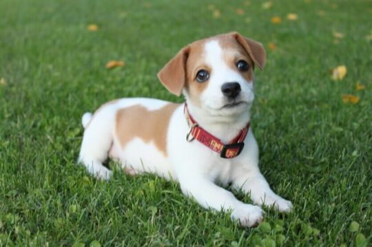 Consejos para cuidar a tu Jack Russell bebé: todo lo que necesitas saber 3 Consejos prácticos para criar un Jack Russell feliz y saludable en tu apartamento