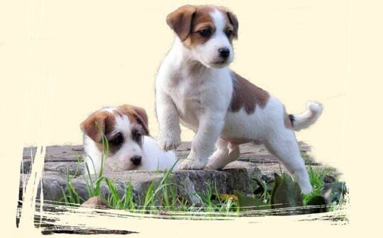 Consejos para cuidar a tu Jack Russell bebé: todo lo que necesitas saber 2 consejos para cuidar a tu jack russell bebe todo lo que necesitas saber90