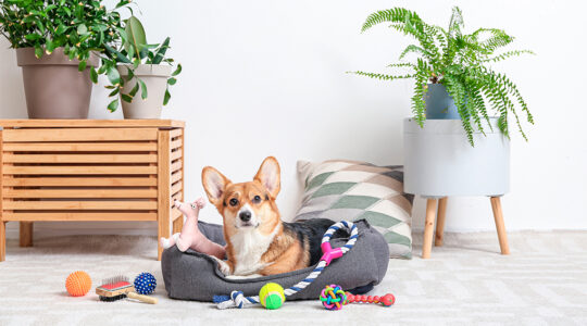 6. Consulta con un veterinario