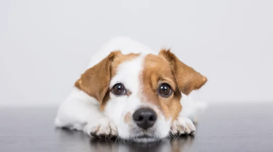 consejos para cuidar a tu mascota aunque no este a tu lado95