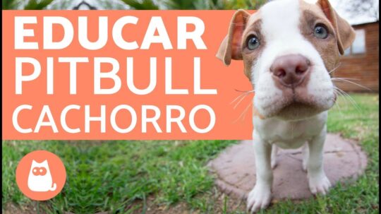 Consejos para cuidar a tu pitbull de 2 meses: todo lo que necesitas saber 3 Conoce los secretos detrás del carácter y cuidado de los pitbulls