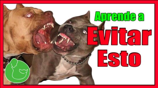 Consejos para cuidar a tu pitbull de 2 meses: todo lo que necesitas saber 2 consejos para cuidar a tu pitbull de 2 meses todo lo que necesitas saber42