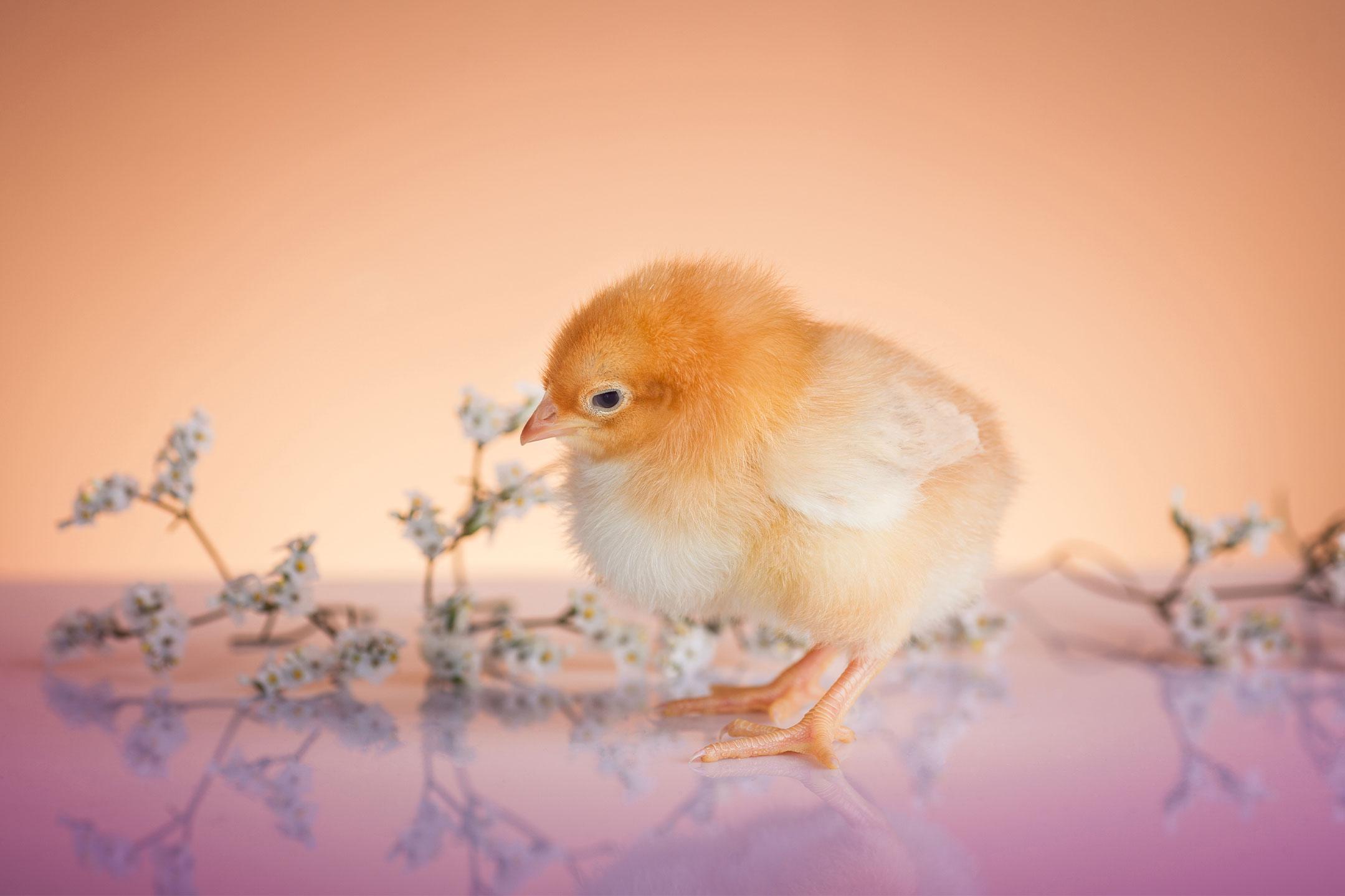 consejos para cuidar pollos recien nacidos