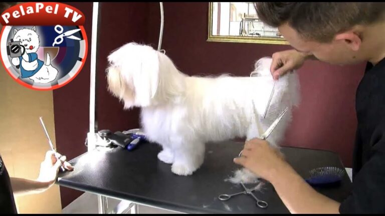 Consejos para el cuidado del caniche de pelo cortado: mantén a tu mascota impecable 1 consejos para el cuidado del caniche de pelo cortado manten a tu mascota impecable