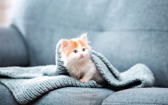 Consejos para el cuidado del gato de 2 meses: tamaño perfecto para tu hogar 2 consejos para el cuidado del gato de 2 meses tamano perfecto para tu hogar55