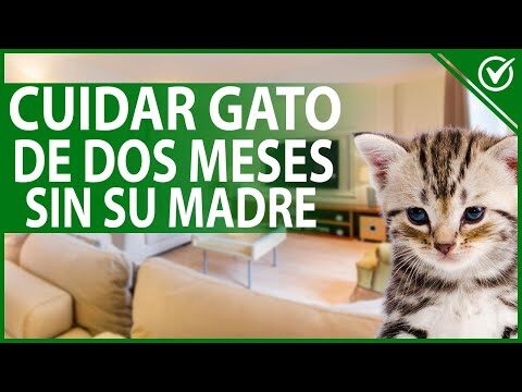 Consejos para el cuidado del gato de 2 meses: tamaño perfecto para tu hogar 3 La importancia de la compañía y cuidado en los primeros meses de vida de tu gatito