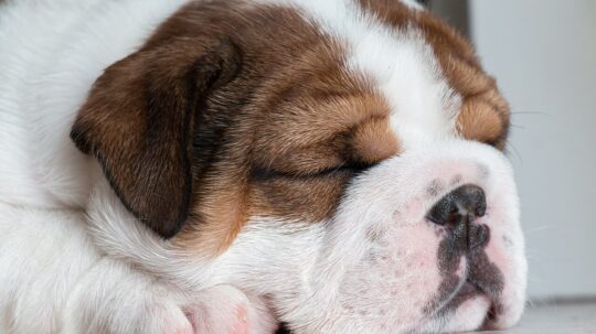 La soluci&oacute;n definitiva para deshacerte de las garrapatas de manera r&aacute;pida y eficaz