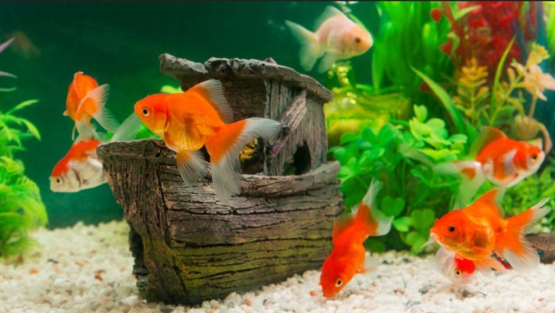Consejos para mantener un acuario de peces disco saludable 1 consejos para mantener un acuario de peces disco saludable