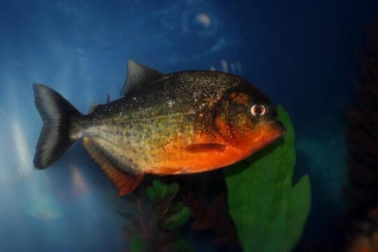 Consejos para mantener una piraña en tu acuario: todo lo que necesitas saber 3 La dieta sorprendente de las pirañas: todo lo que necesitas saber