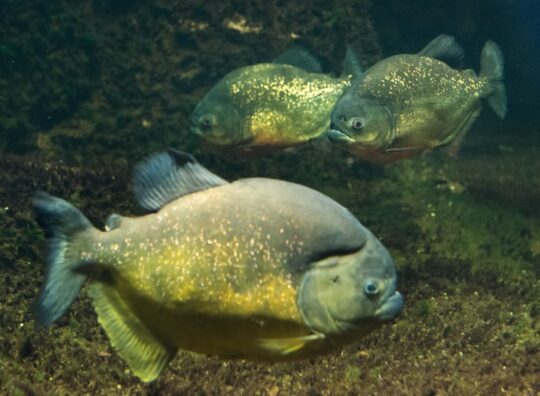 Consejos para mantener una piraña en tu acuario: todo lo que necesitas saber 2 consejos para mantener una pirana en tu acuario todo lo que necesitas saber15