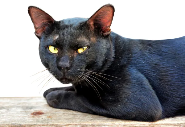 Consejos para tratar la tiña en gatos 1 consejos para tratar la tina en gatos