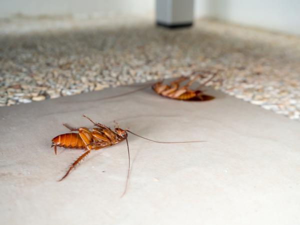Control de cucarachas pequeñas voladoras: consejos para mantener tu hogar libre de plagas 1 control de cucarachas pequenas voladoras consejos para mantener tu hogar libre de plagas