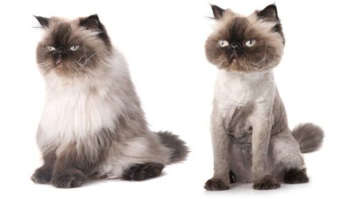 cortes de pelo gatos persa2