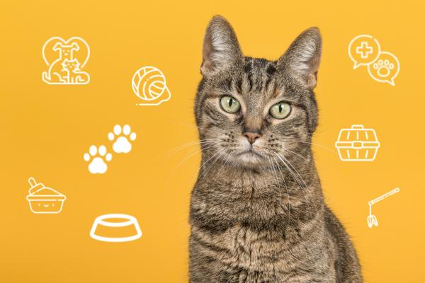 crecimiento de un gato por semanas guia completa y consejos